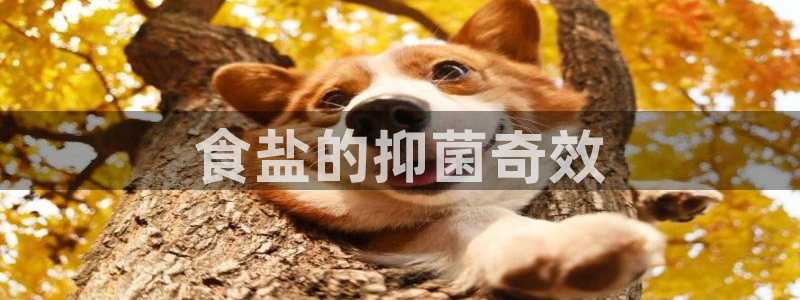 威九国际女演员名单介绍