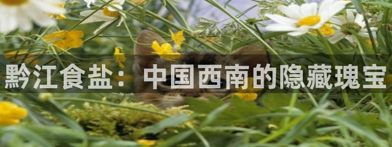 78mapp威九国际免费官方版下载