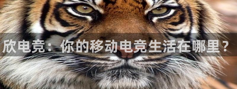 小艾电竞平台